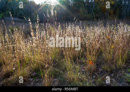 Poco bluestem erbe (Schizachyrium scoparium) e altre erbe retroilluminati da sole di setting in Ivy Creek Area naturale nei pressi di Charlottesville, Virginia. F Foto Stock