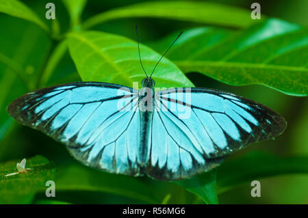 Close up blue butterfly Foto Stock