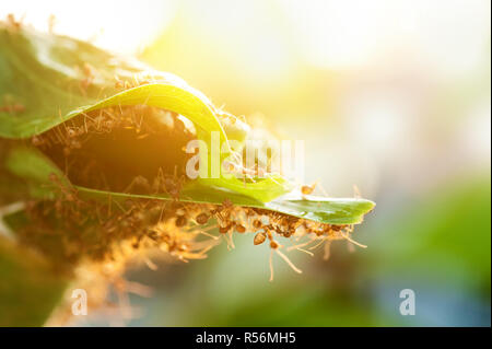 Le formiche aiutano a costruire insieme home Foto Stock