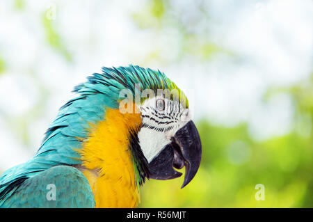 Blu e Giallo macaw Foto Stock