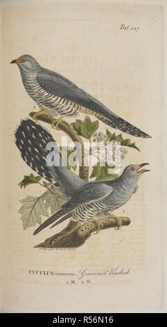 Cuculus canorus. Il cuculo comune. J. A. Naumann ... Naturgeschichte der VoÌˆgel Deutschlands, nach eigenen Erfahrungen entworfen. Durchaus umgearbeitet, ... sehr vermehrt ... und ... aufs Neue herausgegeben von ... J. F. Naumann. (Fortsetzung der NachtraÌˆge, ZusaÌˆtze und Verbesserungen von Dr. J. H. Blasius, il Dott. E. Baldamus und Dott F. Sturm.) [Con le piastre colorate.]. Leipzig ; Stuttgart, 1822-60. Fonte: 1257.h.1-13, vol.V, la piastra 127 opp.pagina 162. Lingua: tedesco. Autore: Naumann, Johann Andreas. Foto Stock