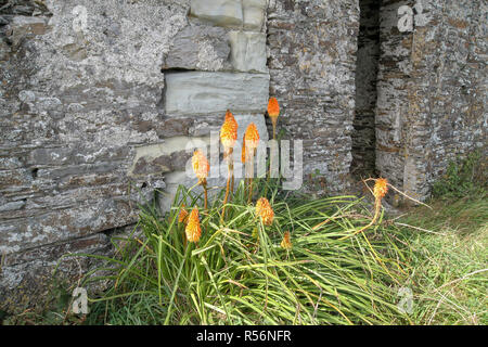 Testa di punta, West Cork, nella contea di Cork, Irlanda. Foto Stock