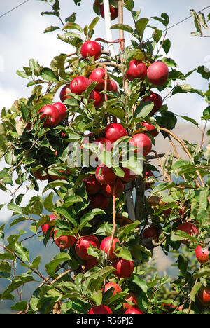 Mazzetto di rosso le mele Gala su un albero di mele in Alto Adige, Italia. La provincia Alto Adige è un grande produttore di mele Foto Stock