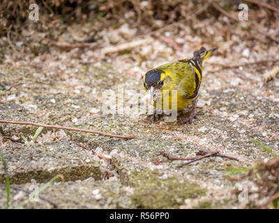 Adulto maschio lucherino europeo, Spinus spinus con cuore di girasole nel becco in giardino, Paesi Bassi Foto Stock