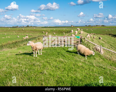 Paesaggio di Polder con pecore al pascolo, Dike, prati e agriturismo sulla West Frisone isola di Texel, Noord-Holland, Paesi Bassi Foto Stock