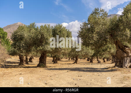 Panorama sull'isola di Creta, Grecia con una vasta vista su alcuni alberi di olivo in un campo Foto Stock