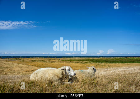 Pecora su una diga sull isola di Fehmarn, Germania 2018. Foto Stock