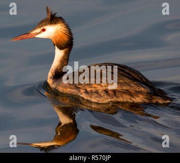 Svasso maggiore in estate piumaggio riflessione shot serbatoio farmoor oxfordshire uk Foto Stock