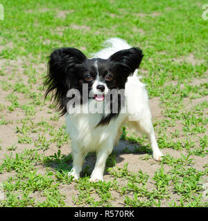 Continental toy spaniel su un prato verde Foto Stock