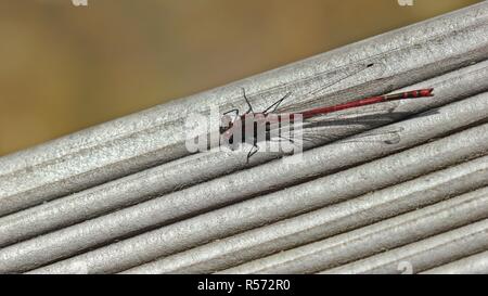 Primi maschio adone dragonfly (pyrrhosoma nymphula) su decking presso lo stagno Foto Stock