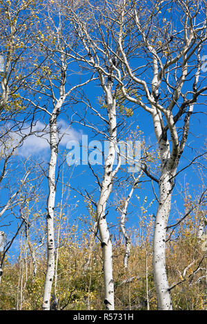 Le foglie che cadono biancastro abbaiato Tree Forest Foto Stock