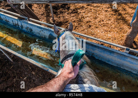 Cavallo beve l'acqua da un serbatoio di acqua - Rider prima persona pov Foto Stock