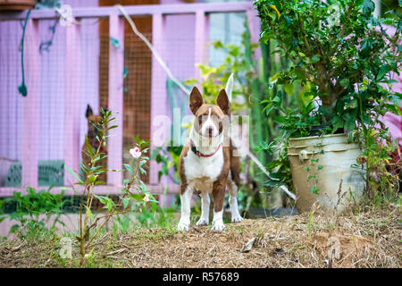 Custode del cane di casa di protezione dei messaggi di avviso Foto Stock