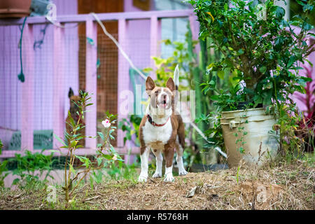 Custode del cane di casa di protezione dei messaggi di avviso Foto Stock