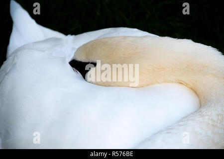 Un cigno dormire con il suo becco sepolto nella sua piume Foto Stock