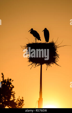Sagome di cicogna bianca (Ciconia ciconia) sul loro nido durante il Sunrise, Polonia. Foto Stock