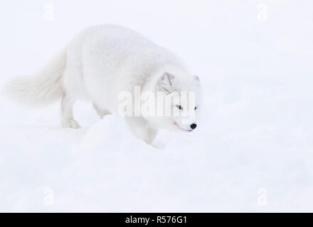 Arctic Fox (Alopex lagopus) passeggiate attraverso la neve in Zoo polare, Norvegia. Febbraio, 2012. Foto Stock