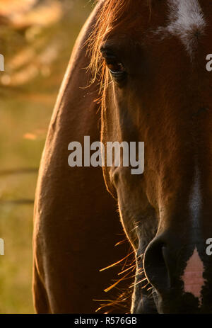 Close-up di una nuova foresta pony (Equus caballus) sul Veluwe, Paesi Bassi. Foto Stock