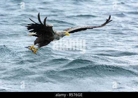 White-tailed eagle (Haliaeetus albicilla) cathing un pesce nei pressi della costa dell'isola di Mull, Scozia. Foto Stock