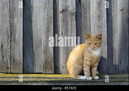 Lo zenzero tabby cat Foto Stock