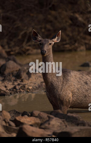 Close-up femmina del cervo sambar in acqua Foto Stock