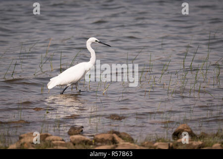 Garzetta a piedi attraverso i fondali del lago di Foto Stock