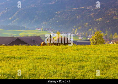 Vacche su alp austriaco, Salzburger Land, Austria Foto Stock