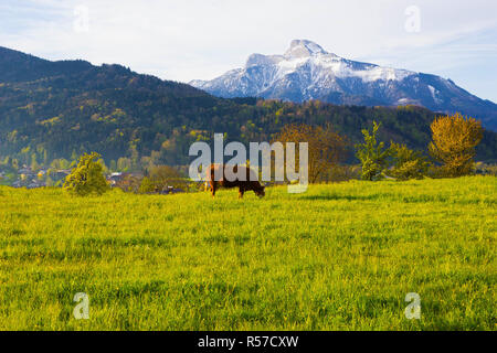 Vacche su alp austriaco, Salzburger Land, Austria Foto Stock