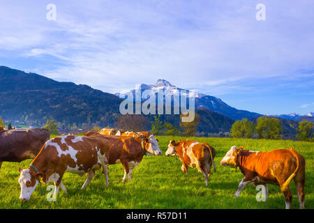 Vacche su alp austriaco, Salzburger Land, Austria Foto Stock