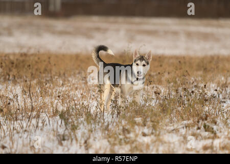 Cucciolo di Husky in una passeggiata in un campo nevoso, alla luce del sole Foto Stock