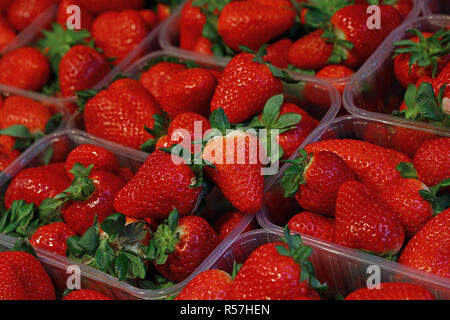 Rosso fresco fragole mature in scatole di plastica Foto Stock
