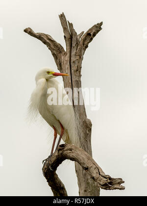 La garzetta intermedia (Ardea intermedia) visualizzando il suo piumaggio di allevamento. Foto Stock