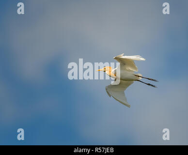 L'airone guardabuoi(Bubulcus ibis) visualizzando il suo piumaggio di allevamento, è una specie cosmopolita di heron trovati nei tropichi e subtropics e calda temperat Foto Stock