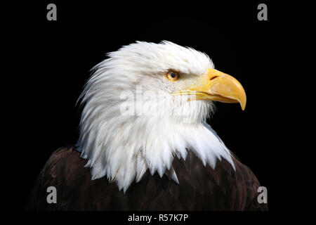 Aquila calva Haliaeetus leucocephalus Foto Stock