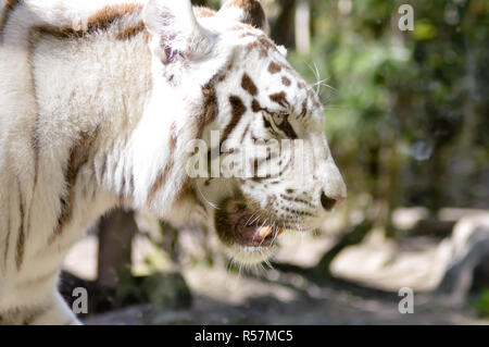 Aspetto di una tigre bianca in un animale parco della Francia