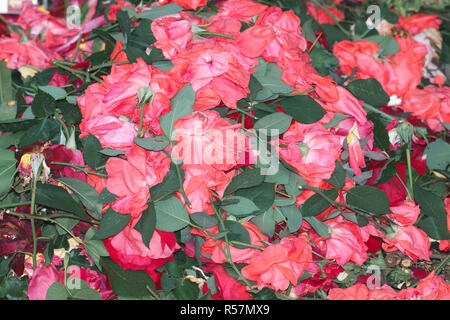 Appassì Ñut rose nel giardino scarti da giardino Foto Stock