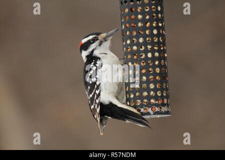 Bird presso l'arachide alimentatore / Pic a la mangeoire Foto Stock