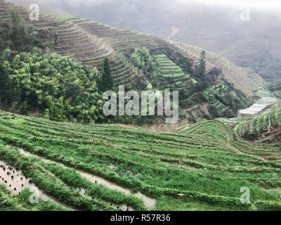 Al di sopra di vista di paddy sui giardini terrazzati in Rain Foto Stock