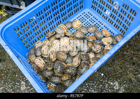 Piccole Tartarughe nella casella nel mercato del pesce in Guangzhou Foto Stock