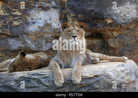 Giovane maschio leone africano recante sulla roccia Foto Stock