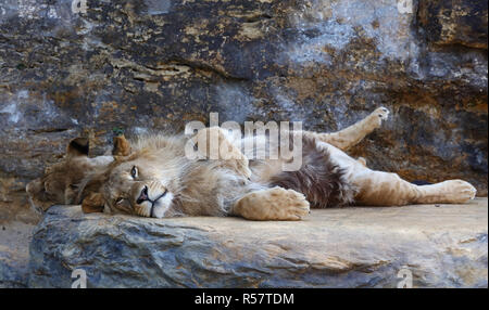 Giovane maschio leone africano recante sulla roccia Foto Stock