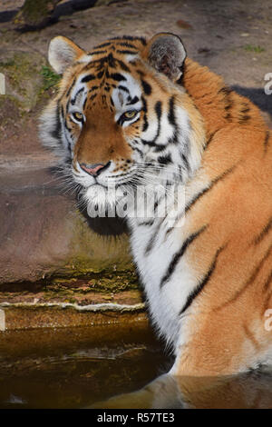 Close up ritratto di Siberian tigre di Amur Foto Stock