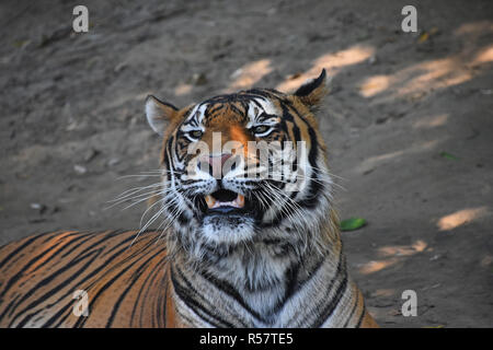 Close up ritratto della tigre di Sumatra ruggente Foto Stock