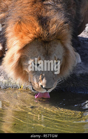 Close up ritratto di lion acqua potabile Foto Stock