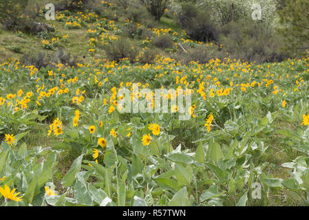 Forest collina ricoperta in wild arrowleaf balsamroot fiori gialli Foto Stock