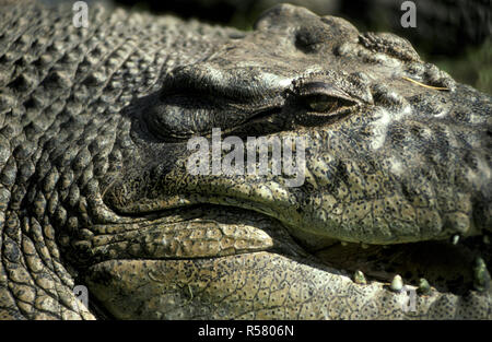 PRIMO PIANO DI UN OCCHIO E MASCELLA DI COCCODRILLO DI ACQUA SALATA (CROCODYLUS POROSUS) IN UN PARCO NATURALE DELL'AUSTRALIA OCCIDENTALE Foto Stock