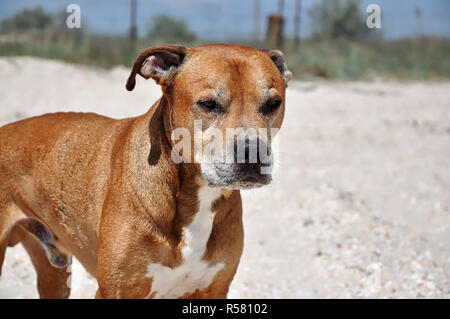 Redhead l'American Pit Bull terrier giace sulla sabbia, close up Foto Stock