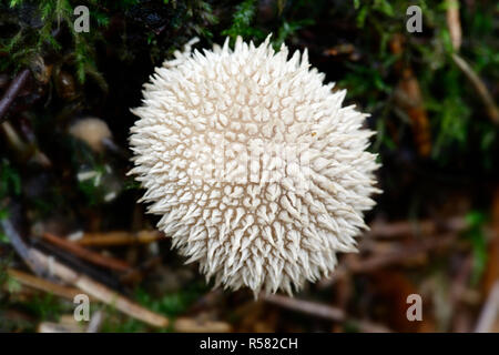 Lycoperdon perlatum, conosciuto popolarmente come il comune, puffball warted puffball, i gem-puffball chiodati, o il Devil's Snuff-box Foto Stock