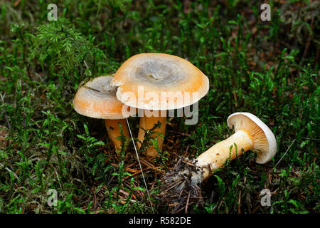 Lactarius deterrimus, noto anche come falso zafferano milkcap o milkcap arancione Foto Stock