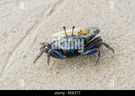 Belle Blue Crab con griffa di offerta Foto Stock